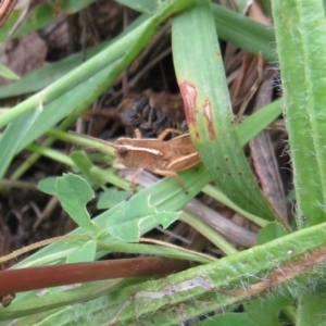 Phaulacridium vittatum at Coree, ACT - 27 Dec 2021 12:56 PM