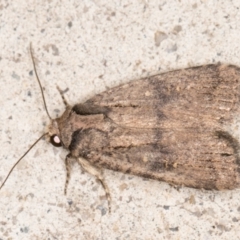 Proteuxoa provisional species 2 (A Noctuid moth) at Melba, ACT - 6 Nov 2021 by kasiaaus