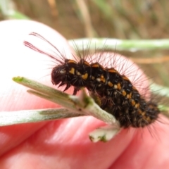 Nyctemera amicus at Pearce, ACT - 28 Dec 2021