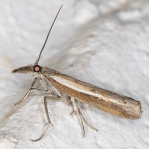 Ptochostola microphaeellus at Melba, ACT - 6 Nov 2021