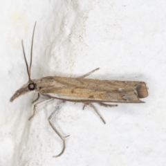 Ptochostola microphaeellus at Melba, ACT - 6 Nov 2021