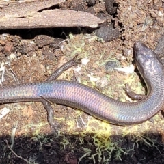 Anepischetosia maccoyi (MacCoy's Skink) at Brindabella, NSW - 23 Jan 2022 by tpreston