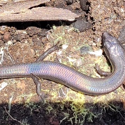 Anepischetosia maccoyi (MacCoy's Skink) at Brindabella, NSW - 23 Jan 2022 by tpreston