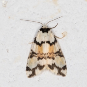 Thallarcha oblita at Melba, ACT - 6 Nov 2021 09:17 PM