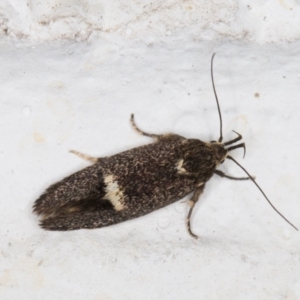 Leistomorpha brontoscopa at Melba, ACT - 6 Nov 2021