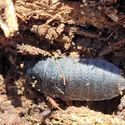 Molytria sp. (genus) (A cockroach) at Cotter River, ACT - 23 Jan 2022 by trevorpreston