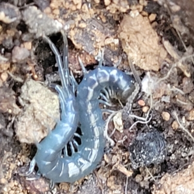 Scolopendromorpha (order) (A centipede) at Namadgi National Park - 23 Jan 2022 by tpreston