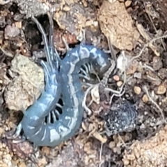 Scolopendromorpha (order) at Cotter River, ACT - 23 Jan 2022