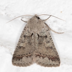 Pantydia sparsa (Noctuid Moth) at Melba, ACT - 6 Nov 2021 by kasiaaus