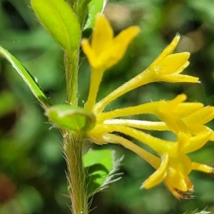 Pimelea curviflora var. acuta at Cotter River, ACT - 23 Jan 2022