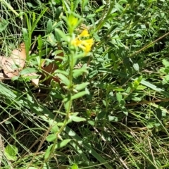 Pimelea curviflora var. acuta at Cotter River, ACT - 23 Jan 2022