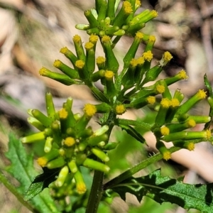 Senecio biserratus at Cotter River, ACT - 23 Jan 2022