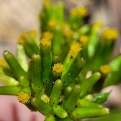 Senecio biserratus at Cotter River, ACT - 23 Jan 2022