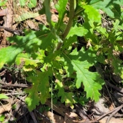 Senecio biserratus at Cotter River, ACT - 23 Jan 2022