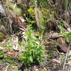 Senecio biserratus at Cotter River, ACT - 23 Jan 2022