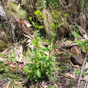 Senecio biserratus at Cotter River, ACT - 23 Jan 2022