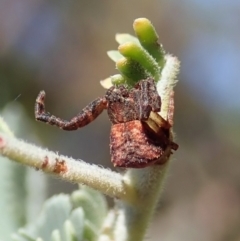 Stephanopis sp. (genus) (Knobbly crab spider) at Aranda Bushland - 22 Jan 2022 by CathB