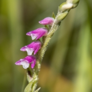 Spiranthes australis at Rendezvous Creek, ACT - suppressed