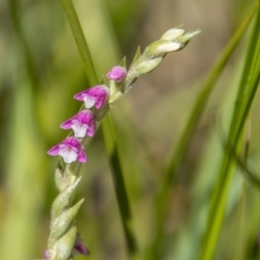 Spiranthes australis at Rendezvous Creek, ACT - suppressed