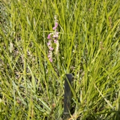 Spiranthes australis at Rendezvous Creek, ACT - suppressed