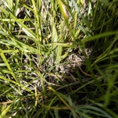 Spiranthes australis at Rendezvous Creek, ACT - suppressed