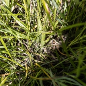 Spiranthes australis at Rendezvous Creek, ACT - 23 Jan 2022