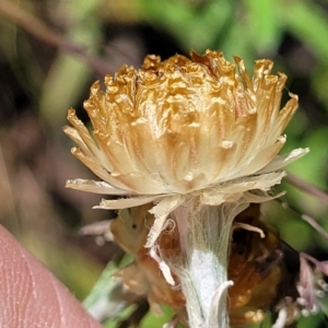 Coronidium monticola at Cotter River, ACT - 23 Jan 2022