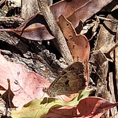 Geitoneura klugii (Marbled Xenica) at Cotter River, ACT - 23 Jan 2022 by tpreston