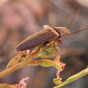 Elateridae sp. (family) at Cotter River, ACT - 23 Jan 2022