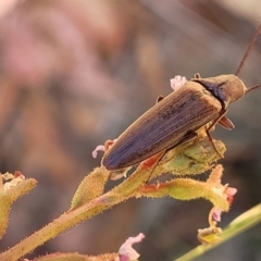 Elateridae sp. (family) at Cotter River, ACT - 23 Jan 2022