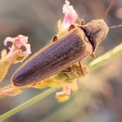 Elateridae sp. (family) at Cotter River, ACT - 23 Jan 2022