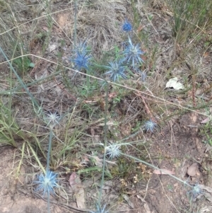 Eryngium ovinum at Watson, ACT - 23 Jan 2022