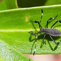 Amorbus sp. (genus) (Eucalyptus Tip bug) at Cotter River, ACT - 23 Jan 2022 by trevorpreston