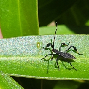 Amorbus sp. (genus) at Cotter River, ACT - 23 Jan 2022 12:47 PM