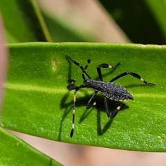 Amorbus sp. (genus) at Cotter River, ACT - 23 Jan 2022 12:47 PM