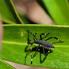 Amorbus sp. (genus) at Cotter River, ACT - 23 Jan 2022