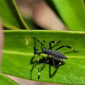 Amorbus sp. (genus) at Cotter River, ACT - 23 Jan 2022 12:47 PM