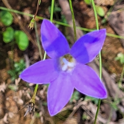 Wahlenbergia sp. (Bluebell) at Cotter River, ACT - 23 Jan 2022 by trevorpreston