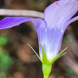 Wahlenbergia sp. at Cotter River, ACT - 23 Jan 2022