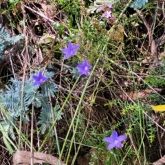 Wahlenbergia sp. at Cotter River, ACT - 23 Jan 2022