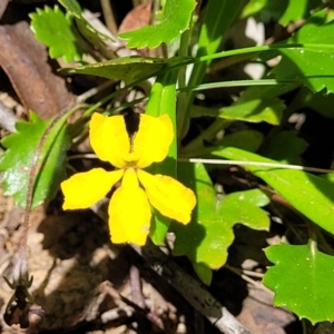 Goodenia hederacea subsp. alpestris at Cotter River, ACT - 23 Jan 2022