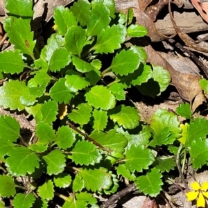 Goodenia hederacea subsp. alpestris at Cotter River, ACT - 23 Jan 2022