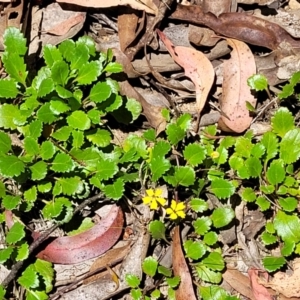 Goodenia hederacea subsp. alpestris at Cotter River, ACT - 23 Jan 2022