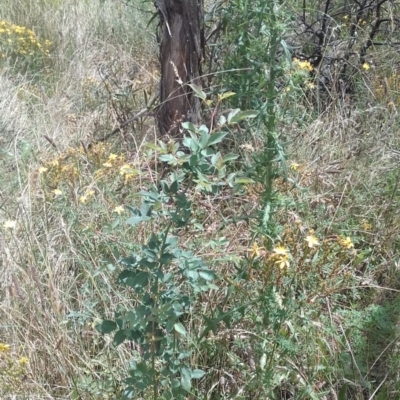 Rosa sp. (A Wild Rose) at Watson, ACT - 23 Jan 2022 by abread111