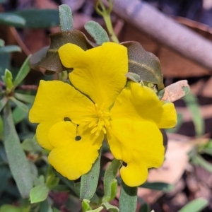 Hibbertia obtusifolia at Cotter River, ACT - 23 Jan 2022