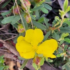 Hibbertia obtusifolia at Cotter River, ACT - 23 Jan 2022 12:40 PM