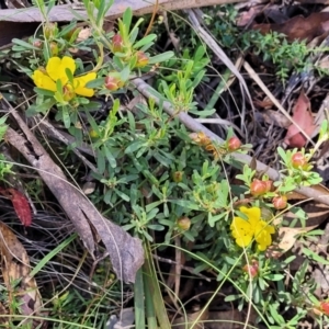 Hibbertia obtusifolia at Cotter River, ACT - 23 Jan 2022 12:40 PM