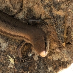 Lampropholis guichenoti (Common Garden Skink) at Cotter River, ACT - 23 Jan 2022 by trevorpreston