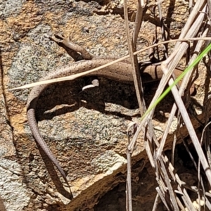 Lampropholis guichenoti at Cotter River, ACT - 23 Jan 2022