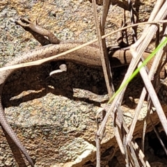 Lampropholis guichenoti at Cotter River, ACT - 23 Jan 2022